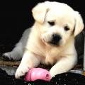 chiots Labrador lof