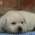 Chiot Labrador lof