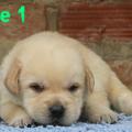 Chiot Labrador lof