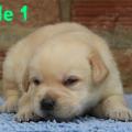 Chiot Labrador lof