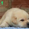 Chiot Labrador lof