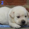 Chiot Labrador lof