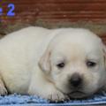 Chiot Labrador lof