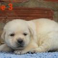 Chiot Labrador lof