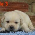 Chiot Labrador lof