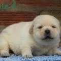 Chiot Labrador lof