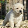 Chiot Labrador Lof