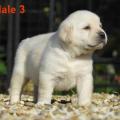 Chiot Labrador Lof