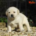 Chiot Labrador Lof