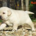 Chiot Labrador Lof