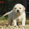 Chiot Labrador Lof