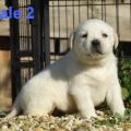 Chiot Labrador Lof