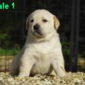 Chiot Labrador Lof