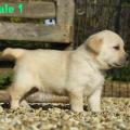 Chiot Labrador Lof