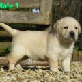 Chiot Labrador Lof