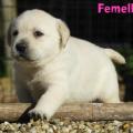 Chiot Labrador Lof