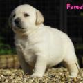 Chiot Labrador Lof