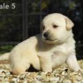 Chiot Labrador Lof