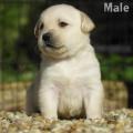 Chiot Labrador Lof