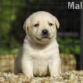 Chiot Labrador Lof