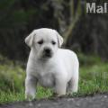 Chiot Labrador Lof