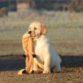 Chiot Labrador Lof