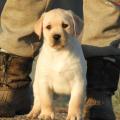 Chiot Labrador Lof