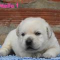 Chiot Labrador lof