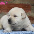 Chiots Labrador lof