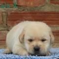 Chiot Labrador lof