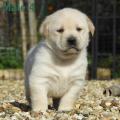 Chiot Labrador Lof