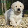 Chiot Labrador Lof