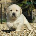 Chiot Labrador Lof