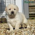 Chiot Labrador Lof