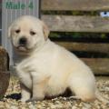 Chiot Labrador Lof