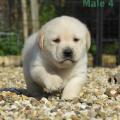 Chiot Labrador Lof