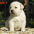 Chiot Labrador Lof