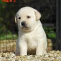 Chiot Labrador Lof