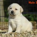 Chiot Labrador Lof