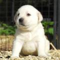 Chiot Labrador Lof