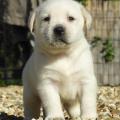 Chiot Labrador Lof