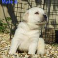 Chiot Labrador Lof