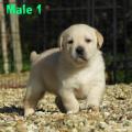 Chiot Labrador Lof