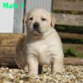 Chiot Labrador Lof