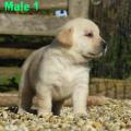 Chiot Labrador Lof