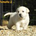 Chiot Labrador Lof