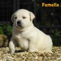 Chiot Labrador Lof