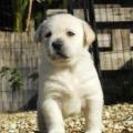 Chiot Labrador Lof