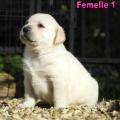 Chiot Labrador Lof