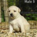 Chiot Labrador Lof